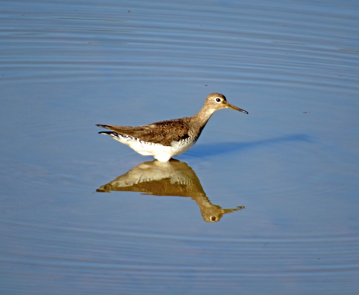 コシグロクサシギ - ML648906184