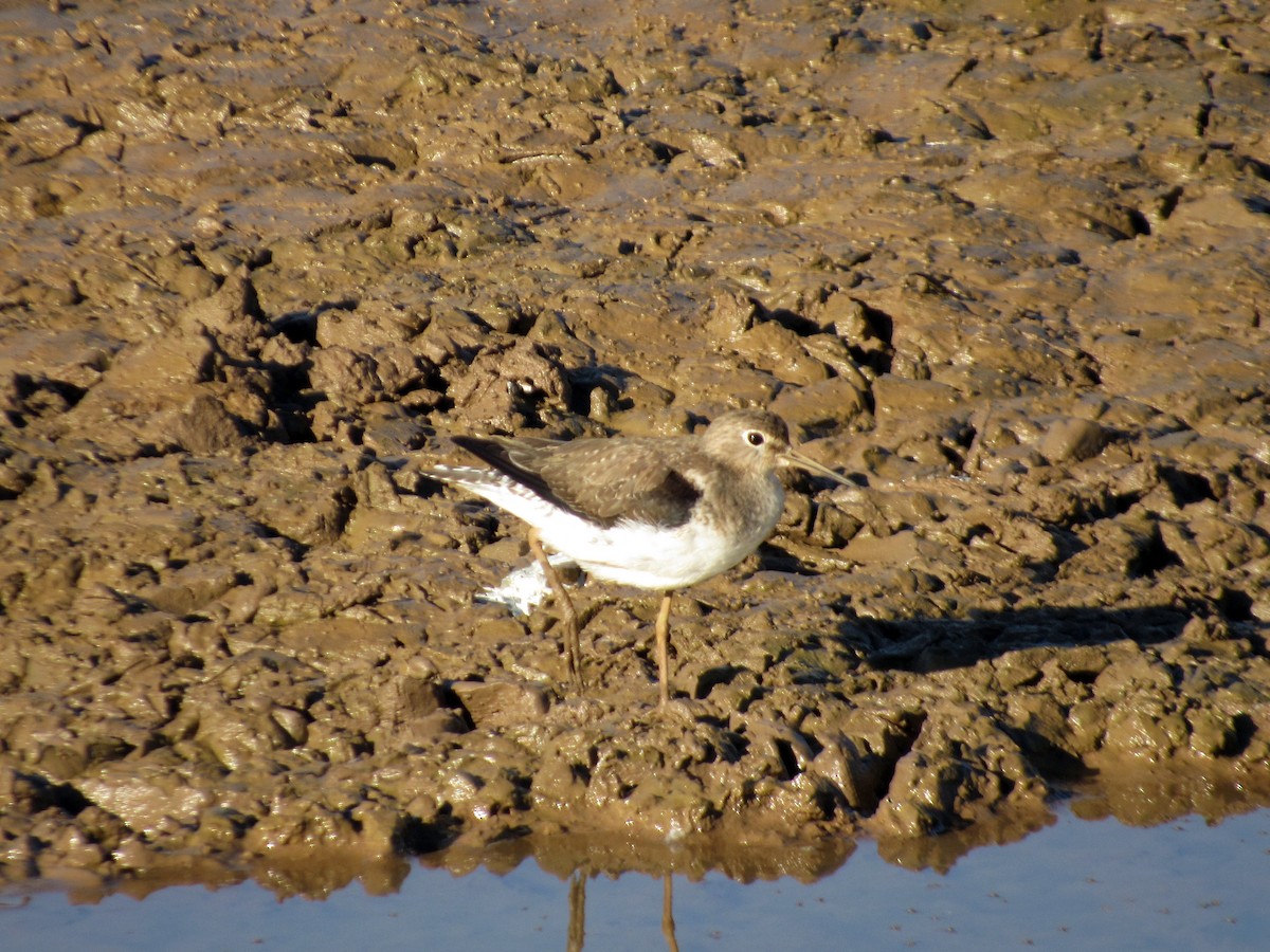 コシグロクサシギ - ML648906185