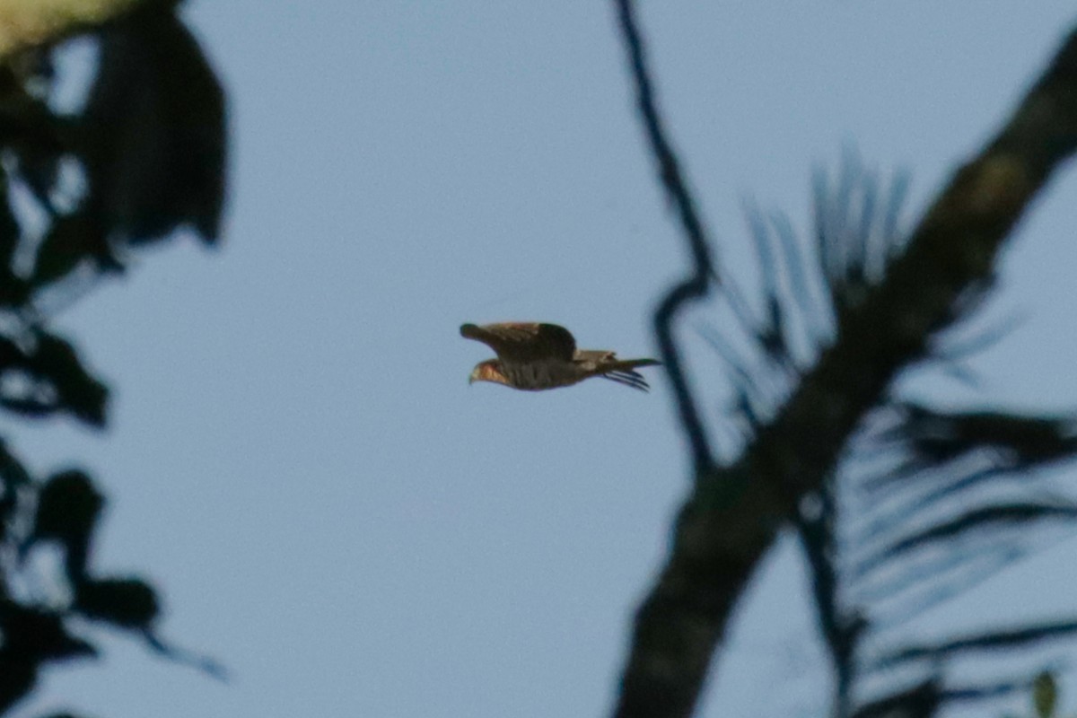 Hook-billed Kite - ML648906189