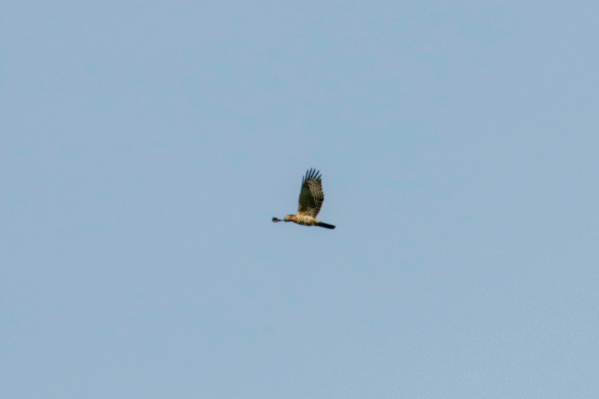 Hook-billed Kite - ML648906190