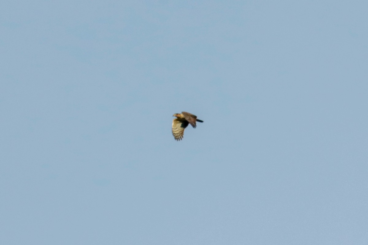 Hook-billed Kite - ML648906191