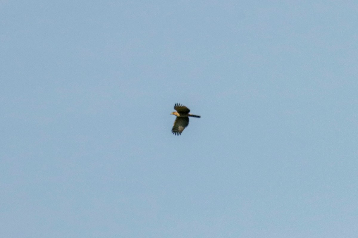 Hook-billed Kite - ML648906192
