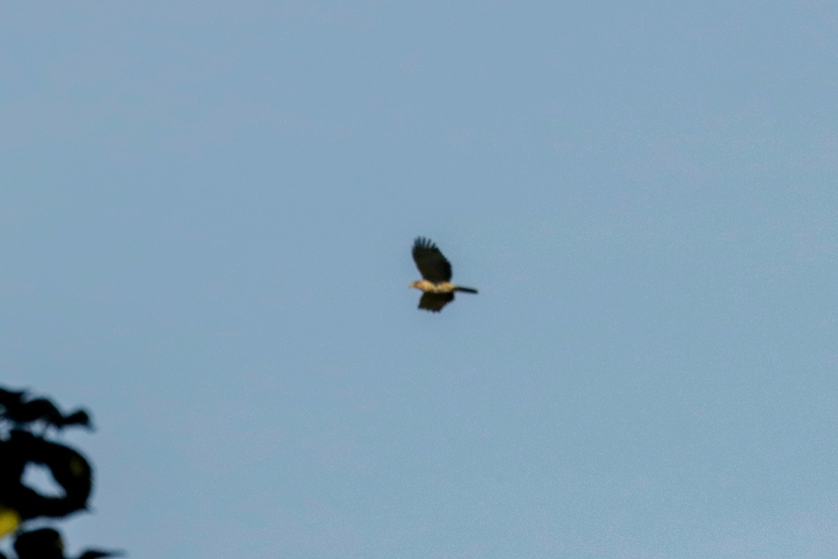 Hook-billed Kite - ML648906193