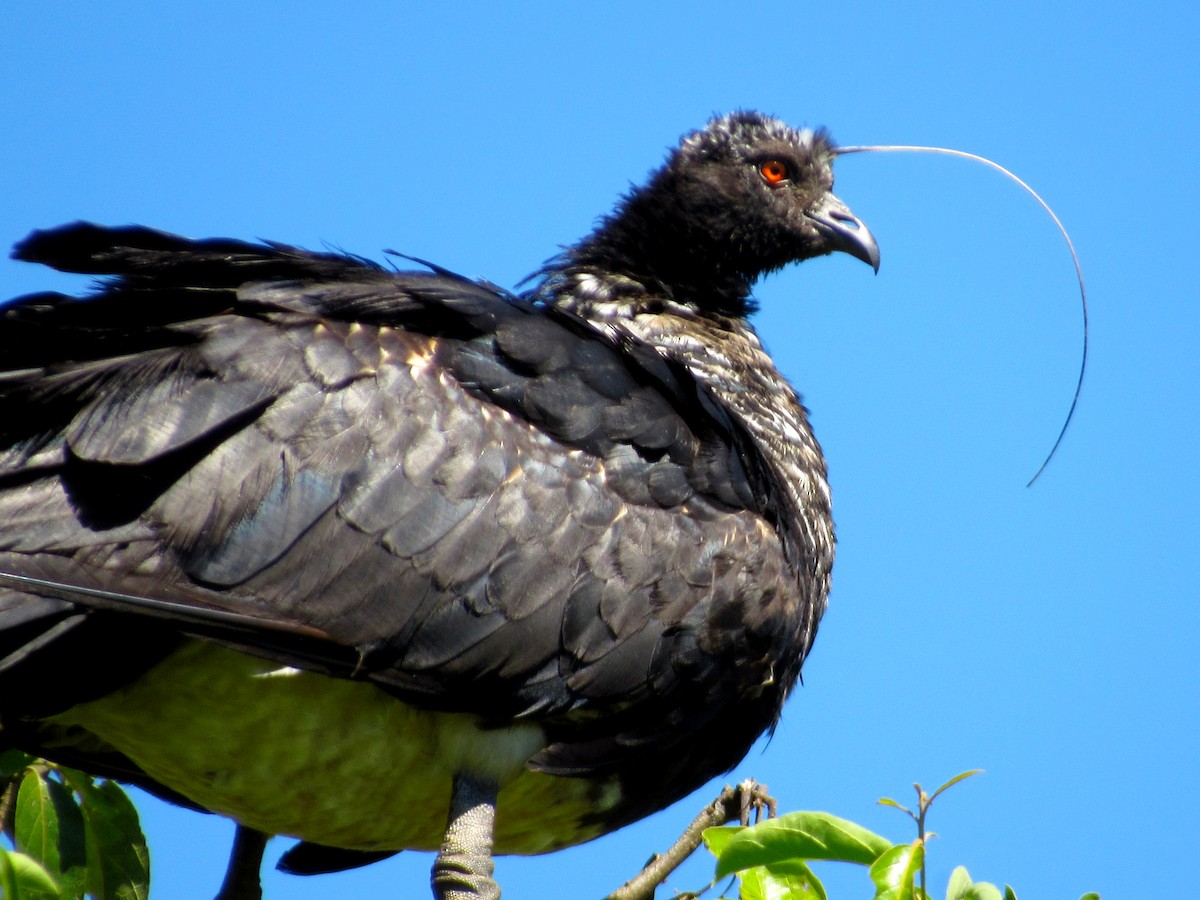 ツノサケビドリ - ML648906232