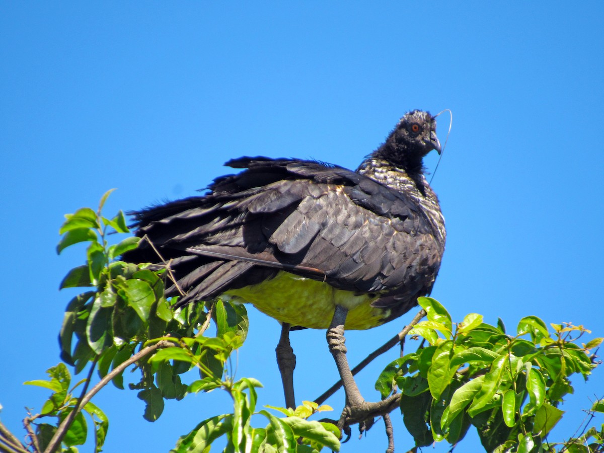 ツノサケビドリ - ML648906234