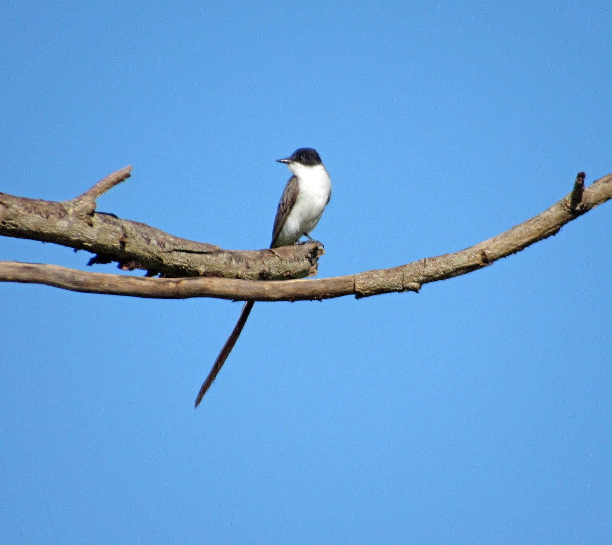 ズグロエンビタイランチョウ（savana） - ML648906259