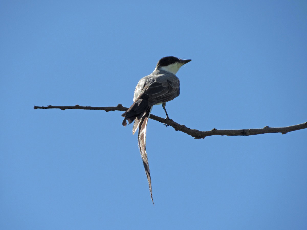 ズグロエンビタイランチョウ（savana） - ML648906260