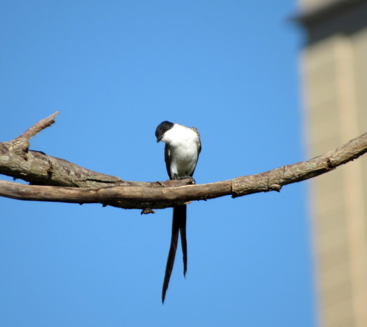 ズグロエンビタイランチョウ（savana） - ML648906261