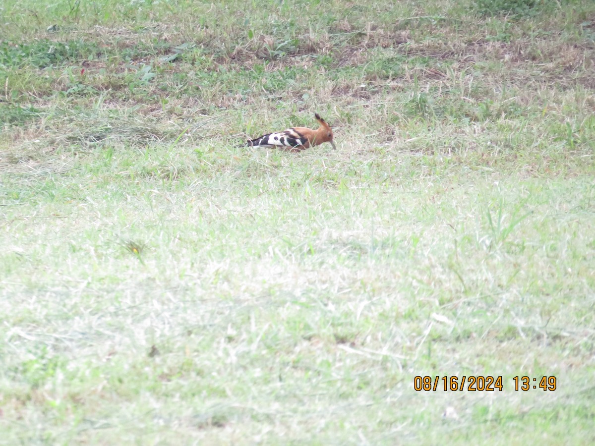 Common Hoopoe (African) - ML648906267