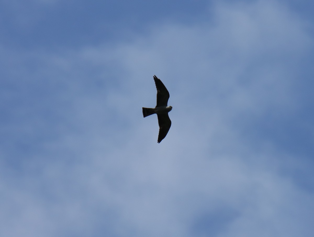 Mississippi Kite - ML648906306