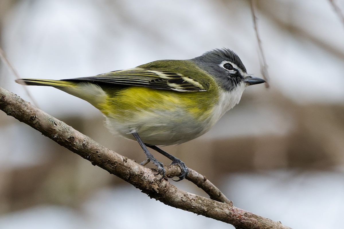Blue-headed Vireo - ML648906372