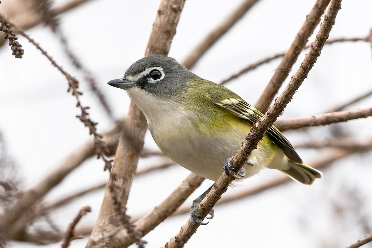 Blue-headed Vireo - ML648906373