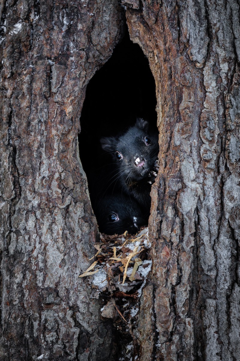 Eastern Gray Squirrel - ML648906440