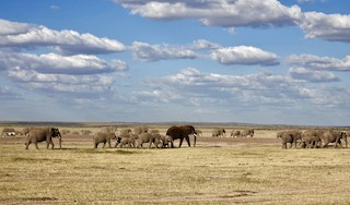 Amboseli NP* general (use more precise loc.), Rift Valley, Kenya ...