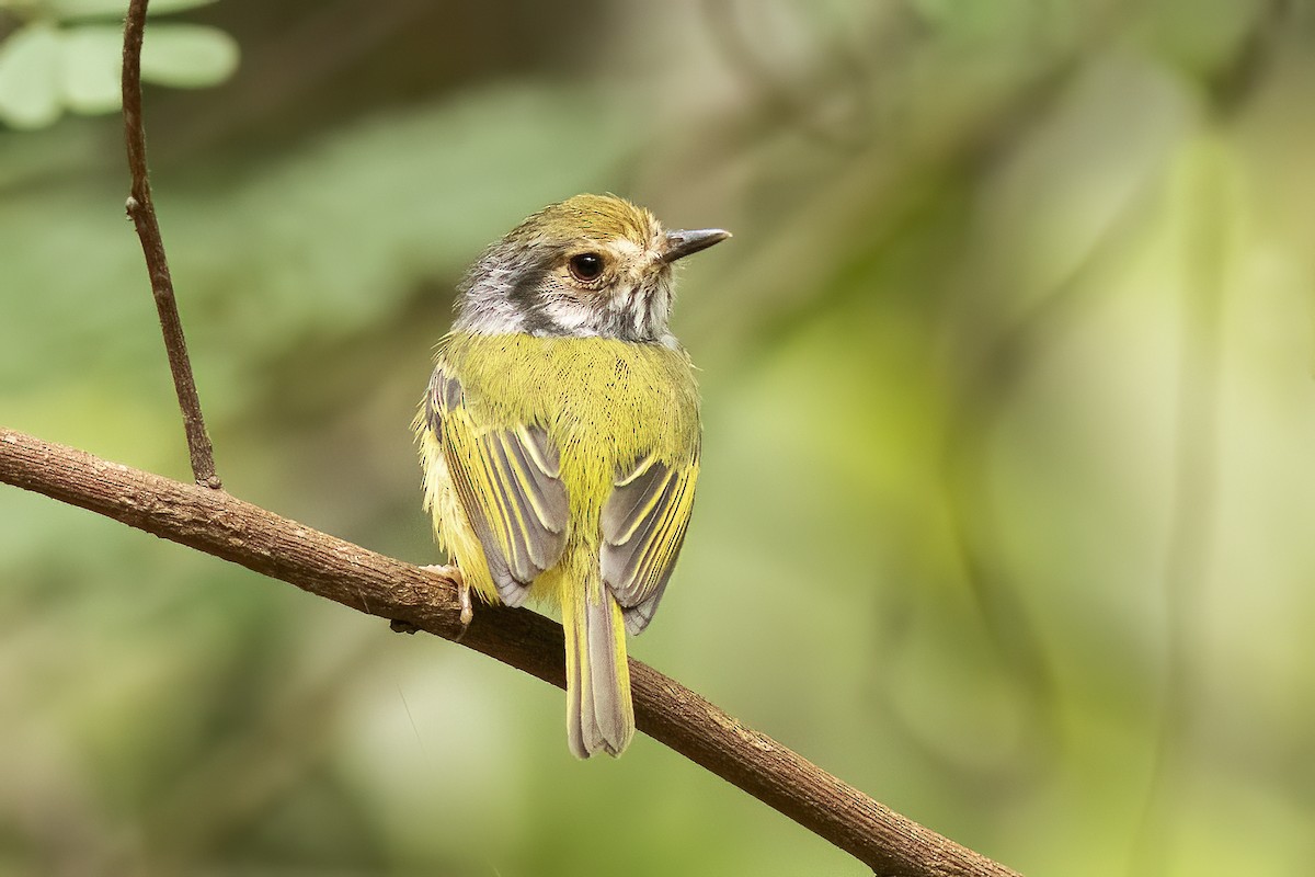 Ушастая аруна - ML648906551