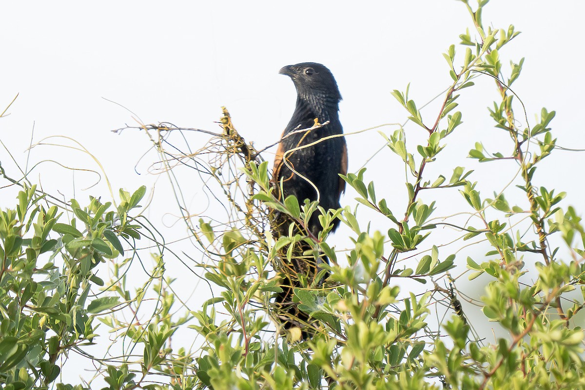 Black Coucal - ML648906571