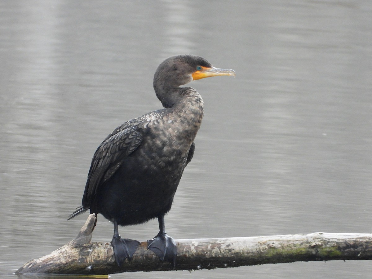 Ohrenscharbe - ML648906632