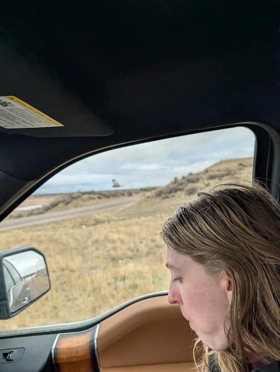 Northern Harrier - ML648906917