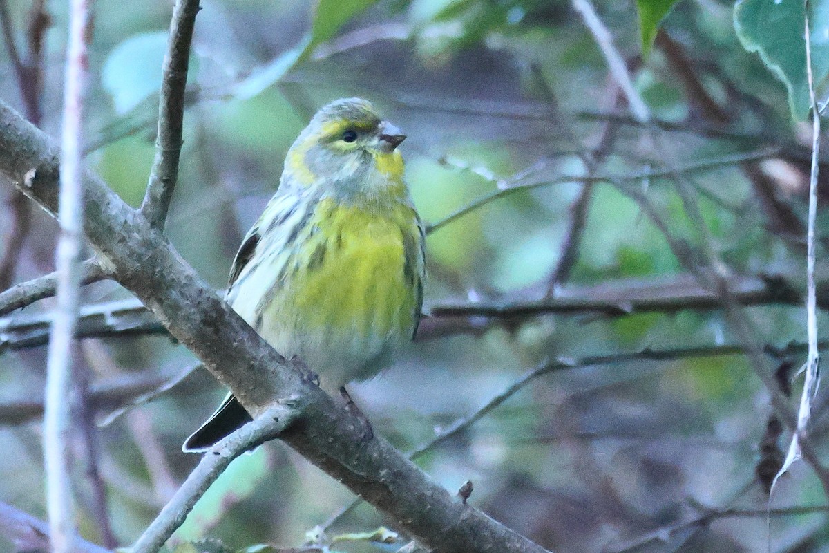 Serín Verdecillo - ML648906935