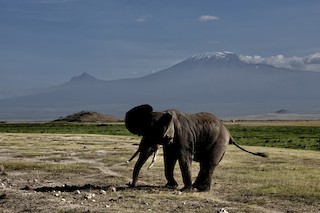Amboseli NP* general (use more precise loc.), Rift Valley, Kenya ...