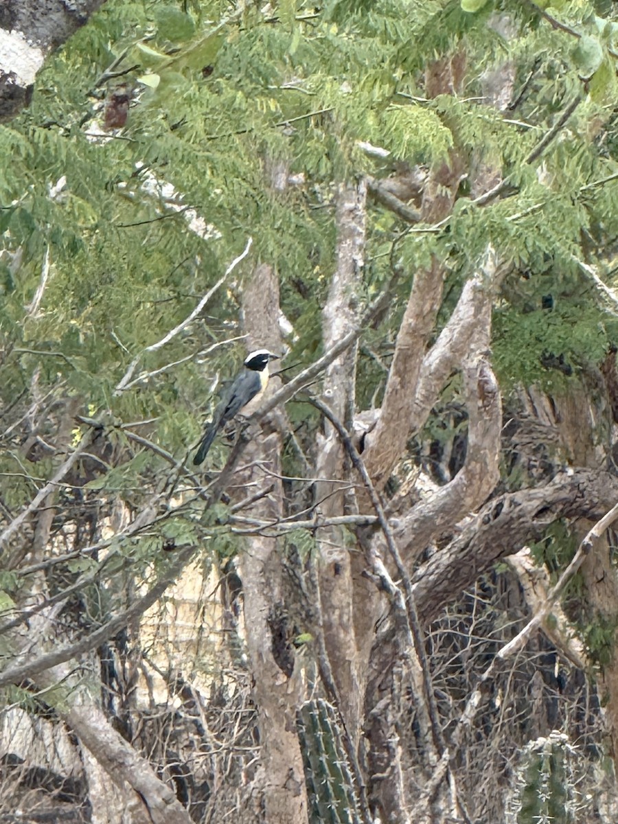 Saltator de l'Orénoque - ML648907070