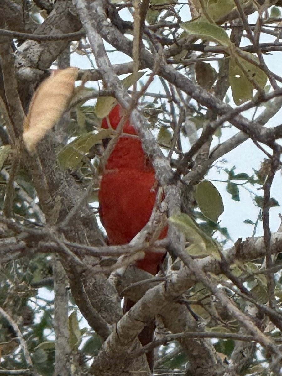 Cardinal vermillon - ML648907075