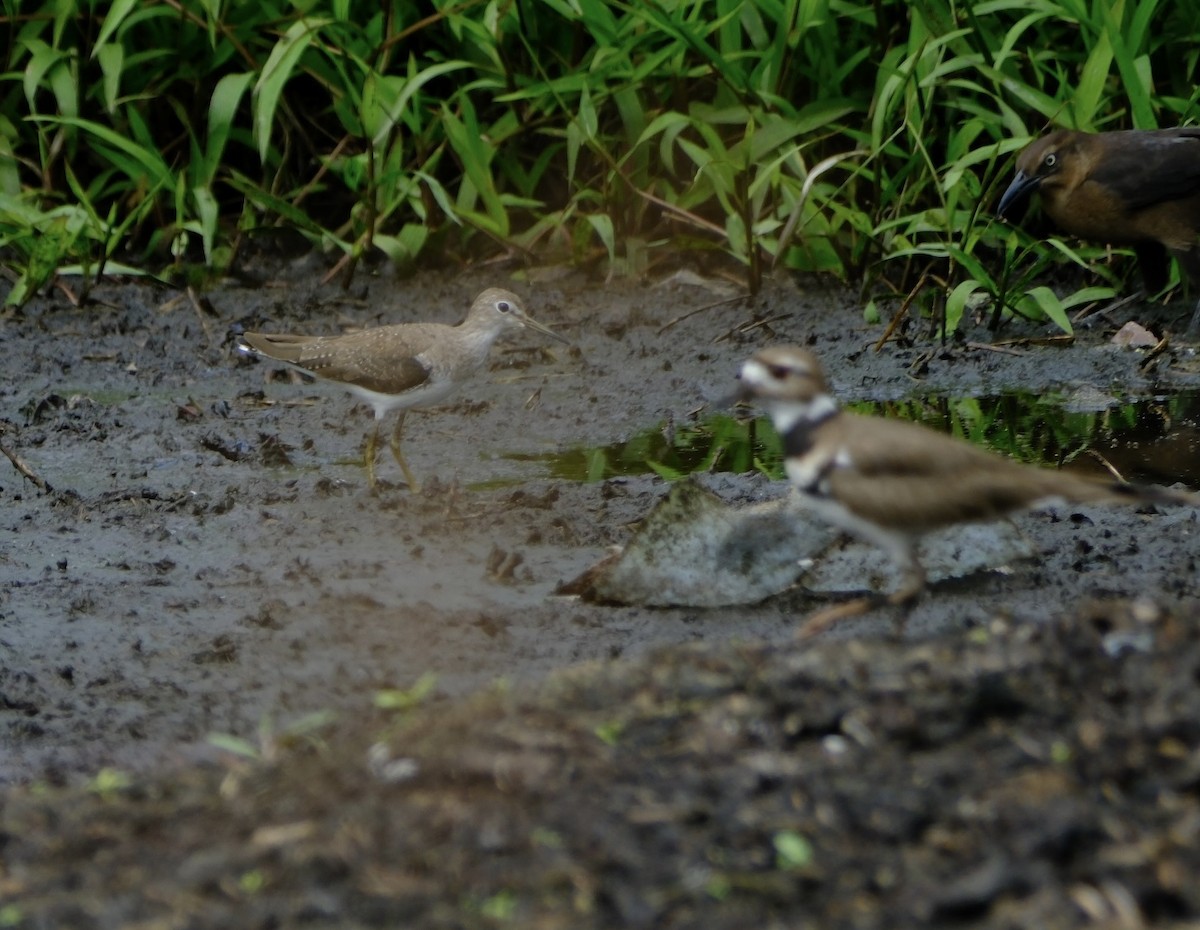 Solitary Sandpiper - ML648907272