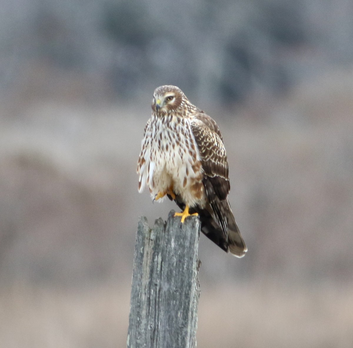 Northern Harrier - Jason Rieger