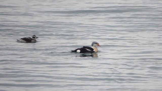 Re degli edredoni - ML648907321