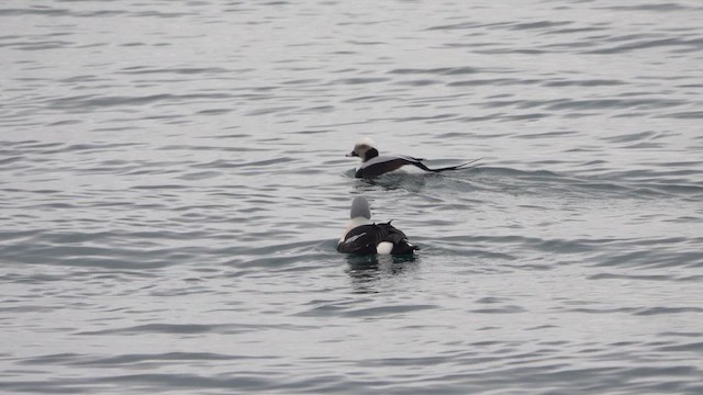 Re degli edredoni - ML648907323