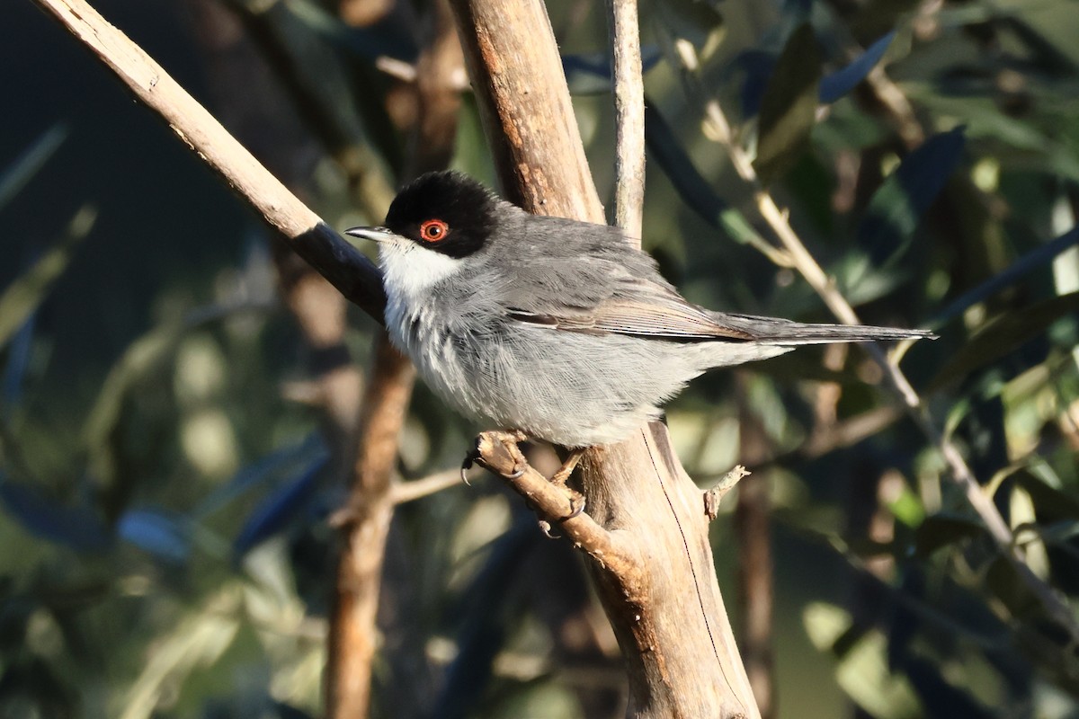 Curruca Cabecinegra - ML648907487