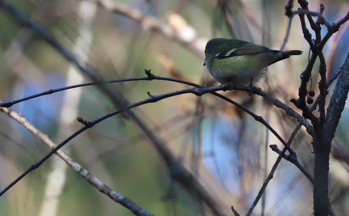 Blue-headed Vireo - ML648907582
