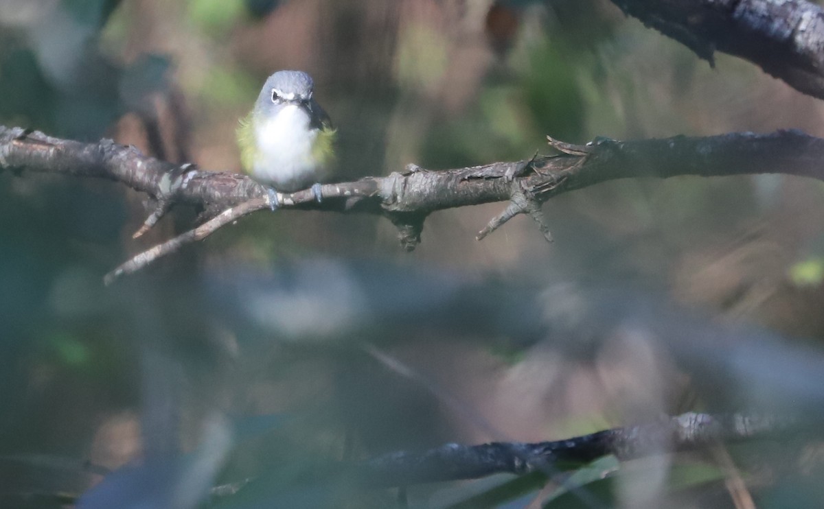 Blue-headed Vireo - ML648907588