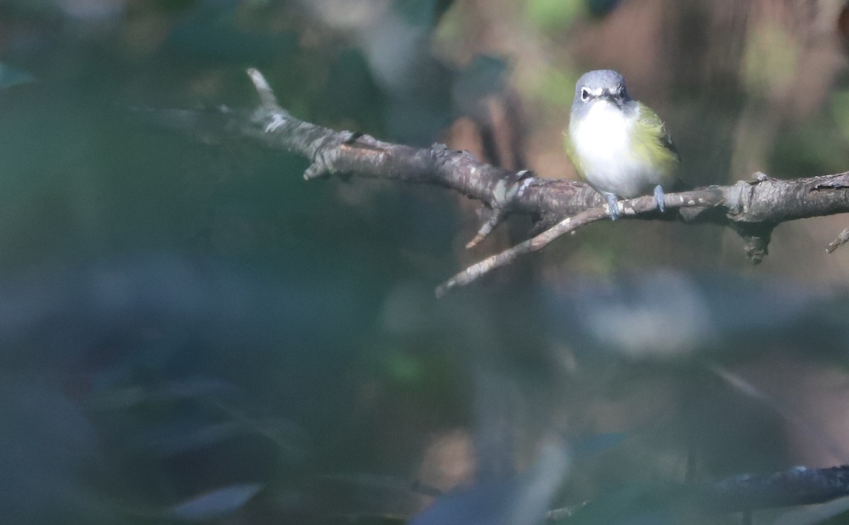 Blue-headed Vireo - ML648907595