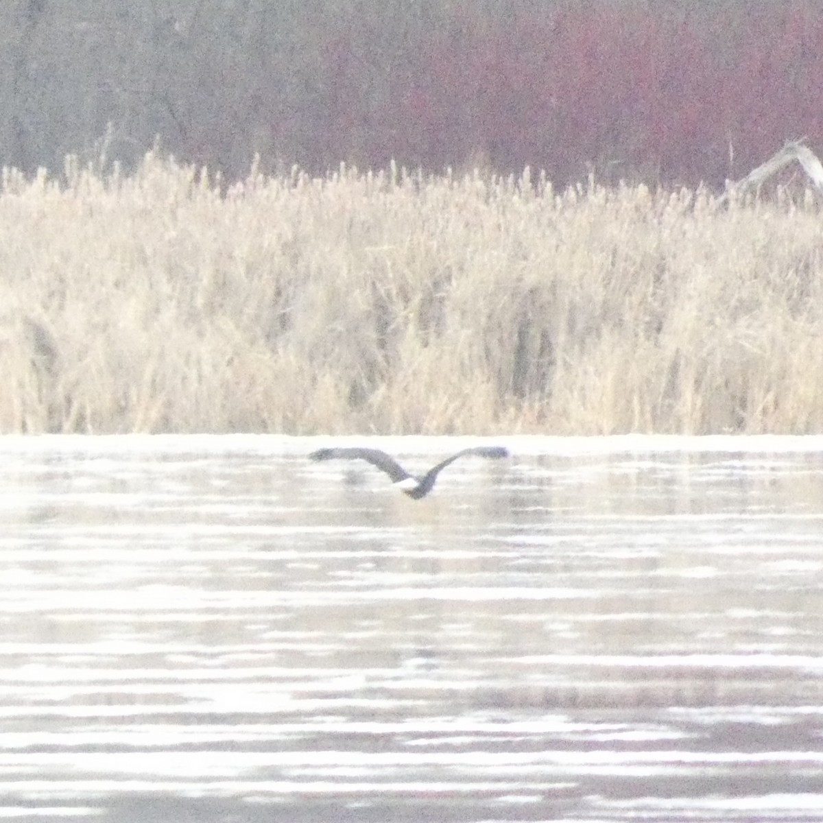 Bald Eagle - ML648907614