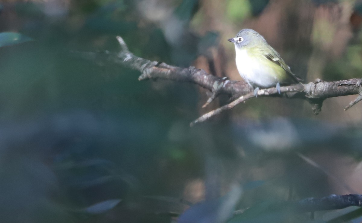 Blue-headed Vireo - Rob Bielawski