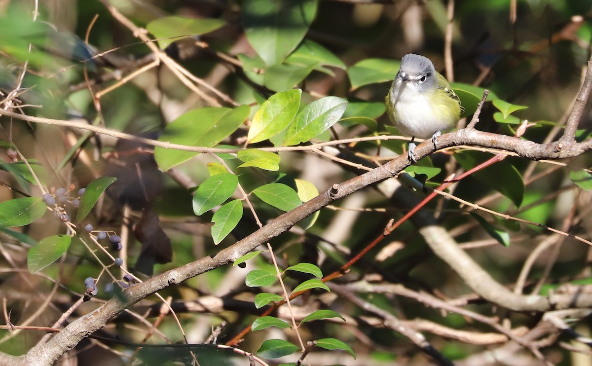 Blue-headed Vireo - ML648907628