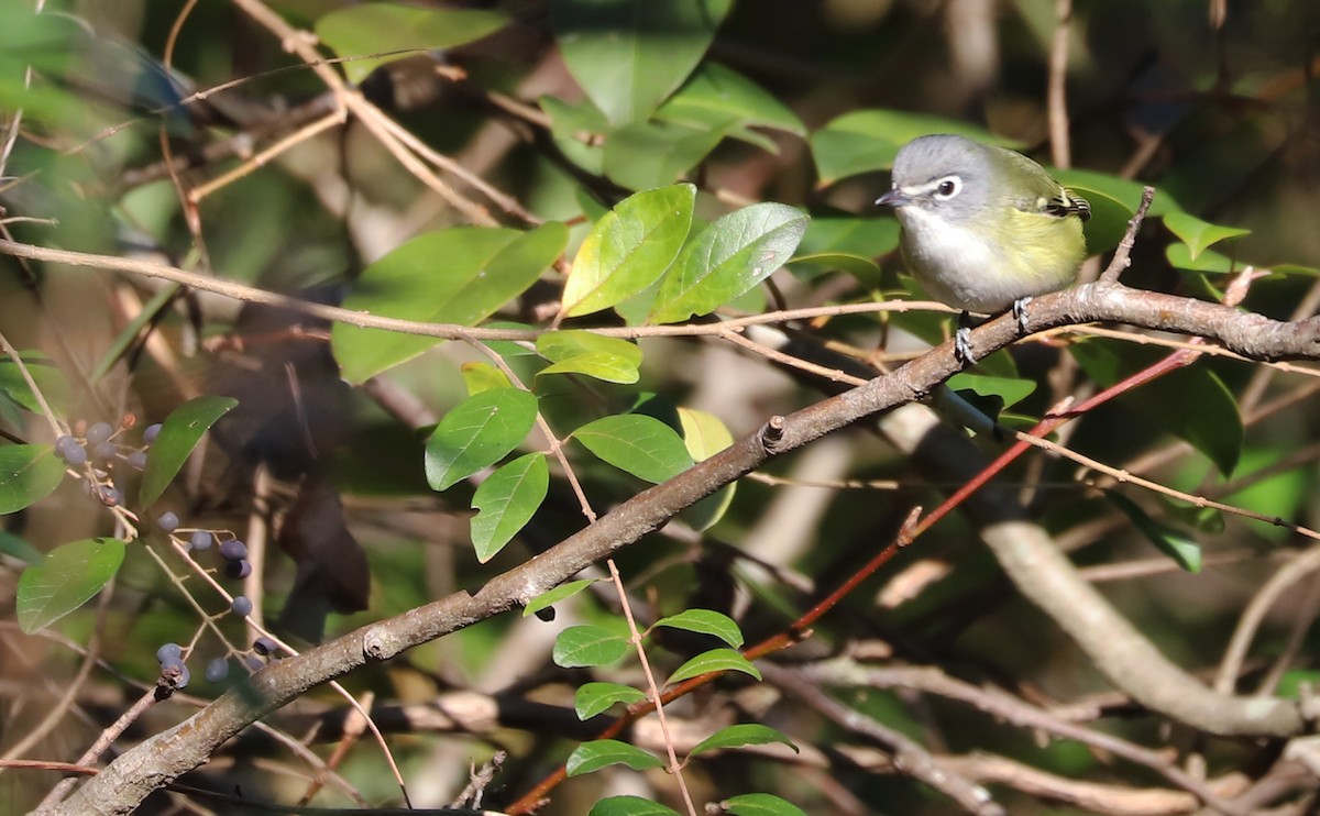 Blue-headed Vireo - ML648907633