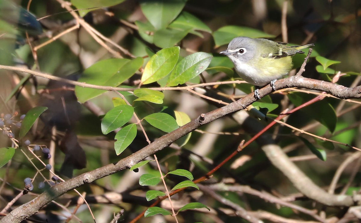 Blue-headed Vireo - ML648907640