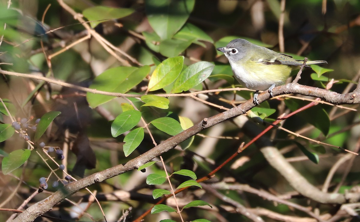 Blue-headed Vireo - ML648907644