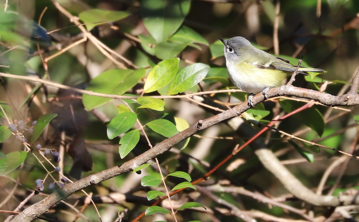 Blue-headed Vireo - ML648907652