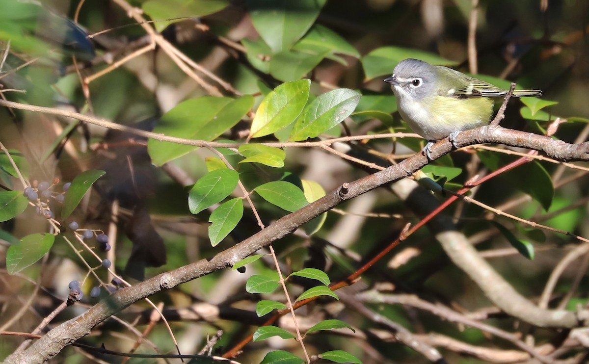 Blue-headed Vireo - ML648907655