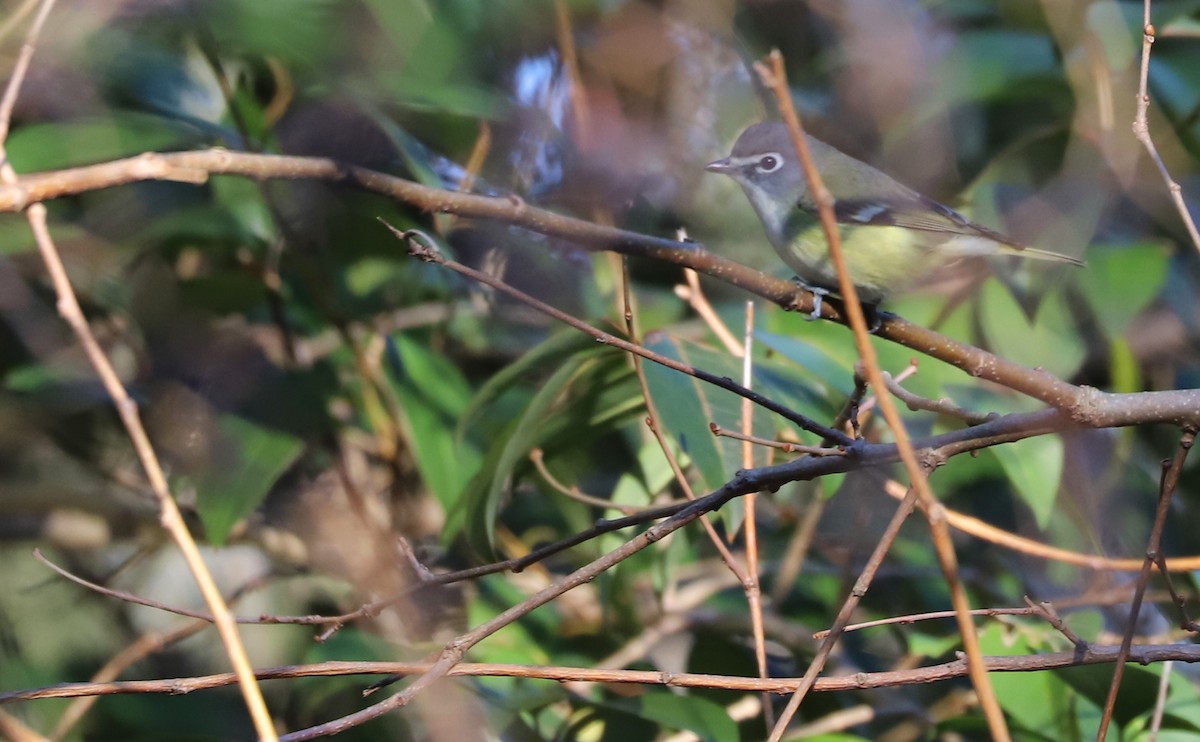 Blue-headed Vireo - ML648907658