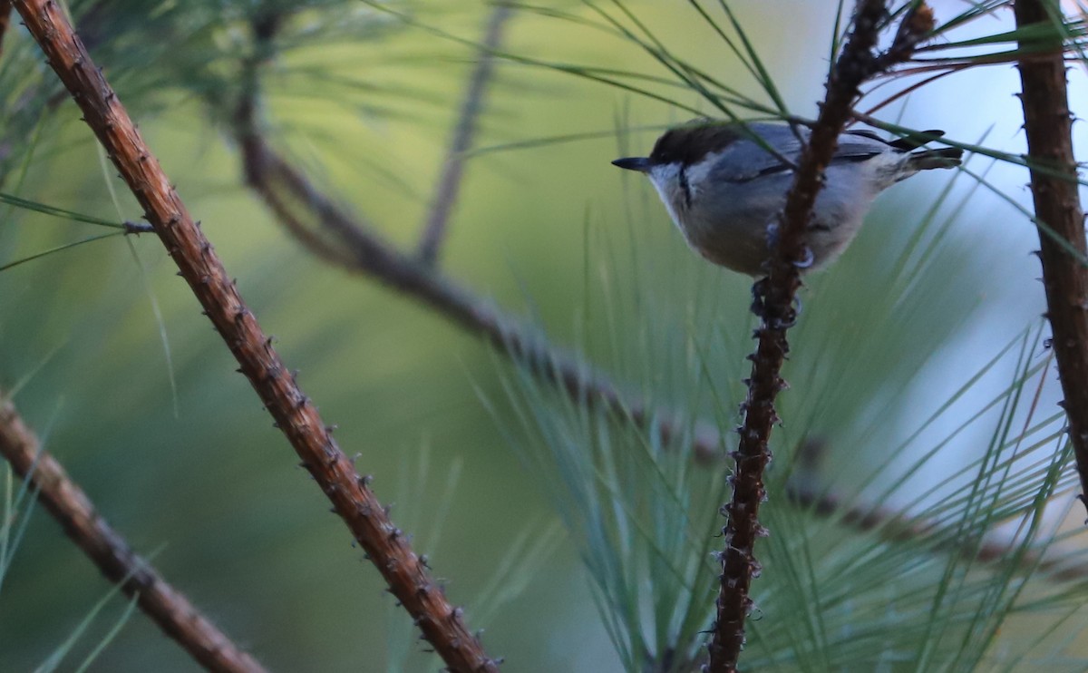 Boz Başlı Sıvacı - ML648907665