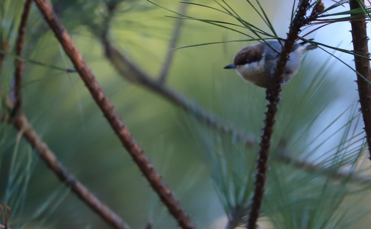 Boz Başlı Sıvacı - ML648907676