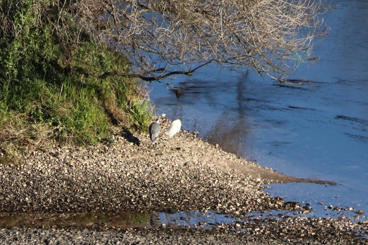 Garceta Común - ML648907677