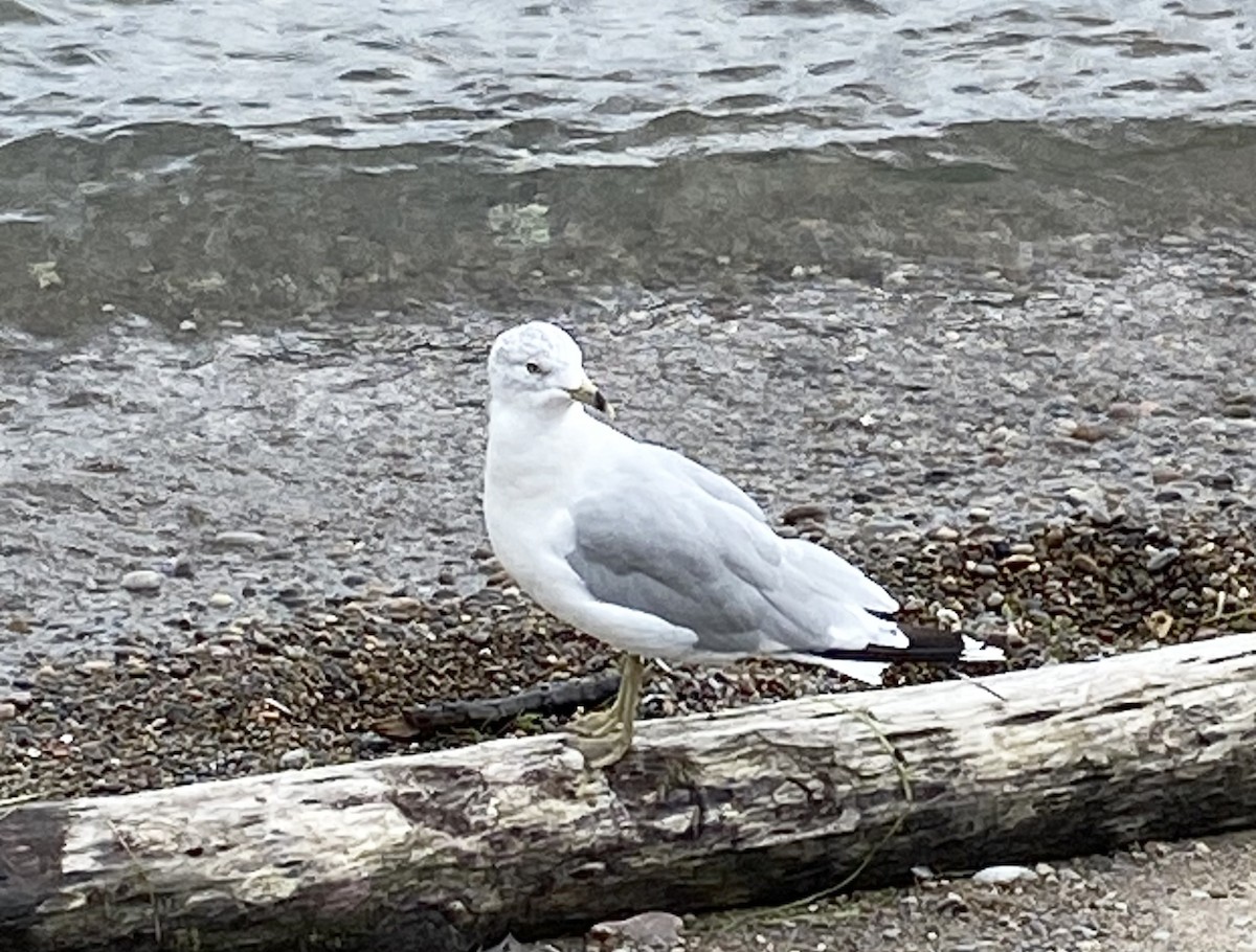 Ring-billed Gull - ML648907707
