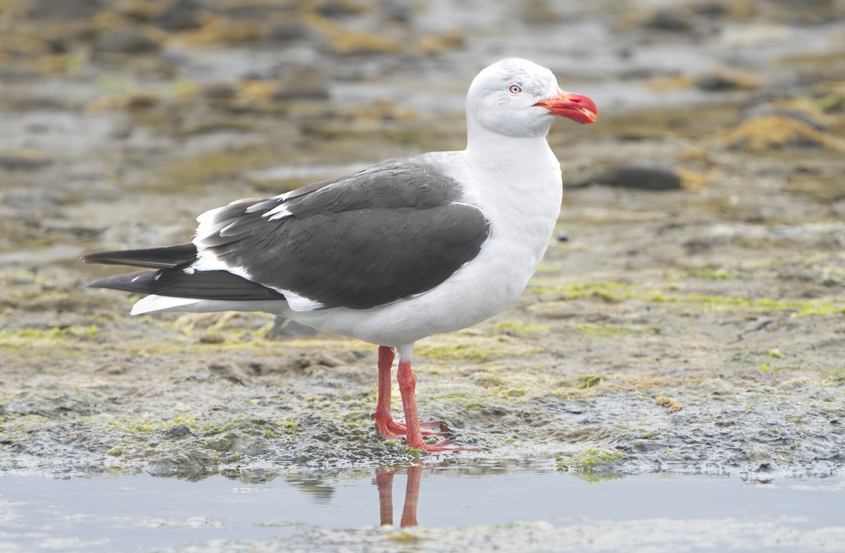 Dolphin Gull - ML648907717