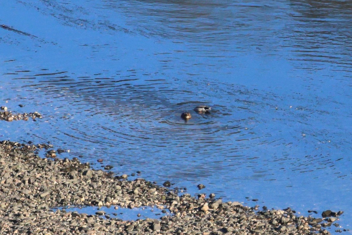 Ánade Azulón - ML648907720