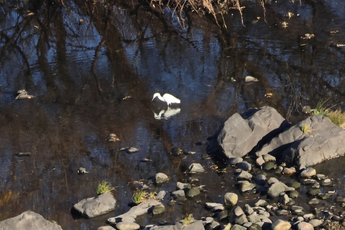 Garceta Común - ML648907734